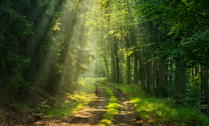 Wie ein Waldspaziergang im Schlaf