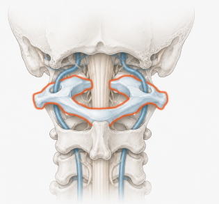 Illustration des Atlaswirbels